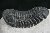 Large Phacops Speculator Trilobite #8029-3